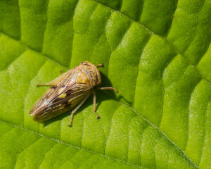 A Small Fat Bug is Resting on a Green Leaf and Enjoying the Hot Summer Sun
