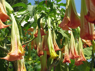 Brugmansia Flowers Blooming in the Sunlit Bay of Kotor, Montenegro on a Clear Summer Day
