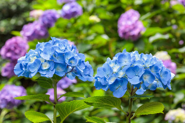 Close-up of Light blue hydrangea flowers blooming in early summer at Shimoda Park.
