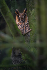 Camouflaged Long-eared owl perched on a tree
