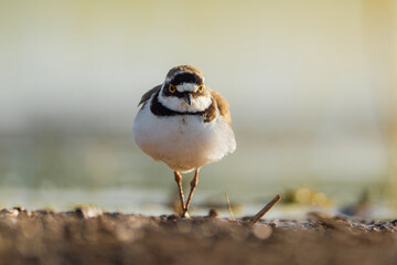 A little ringed plover stands on the ground, attentively observing its surroundings.