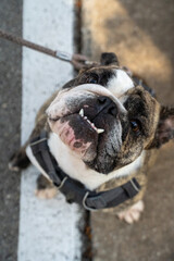 Close-up of an excited bulldog on pavement, tethered to a leash, tongue out and eyes bright.
