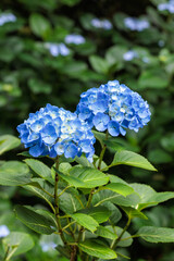 Light blue hydrangea flowers blooming in early summer at Shimoda Park in Izu.