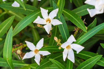 Delicate White Flowers Resting Beautifully and Gracefully Amidst Lush Green Leaves and Foliage