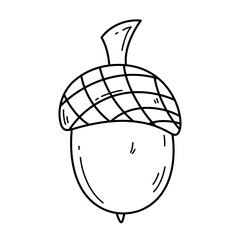 Hand drawn acorn with cap in doodle style. Isolated vector illustration on white background. Autumn symbol