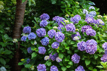 Light purple hydrangea flowers blooming in early summer at Shimoda Park in Izu.