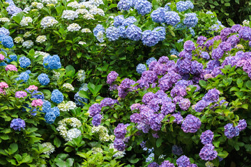 Hydrangea flowers of various colors blooming in early summer in Shimoda Park.