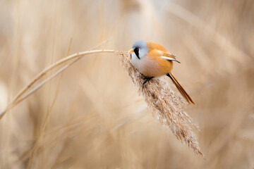 Bearded tit perched on a reed