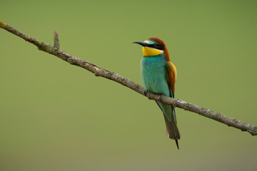 European Bee-eater perched on a branch
