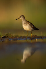 A Common Sandpiper is captured foraging for food in the early morning light, beautifully illuminated by the rising sun.