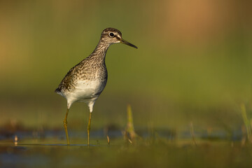 A Common Sandpiper is captured foraging for food in the early morning light, beautifully illuminated by the rising sun.
