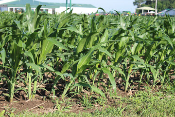 Naklejka premium A field of young crops stretches under a summer sky, with hints of buildings and trees in the distant background. agricultural landscape