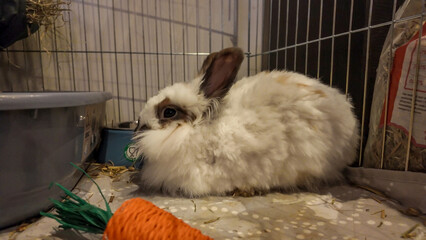 A cute white lionhead rabbit with brown patches is sitting peacefully inside its wire cage. The...