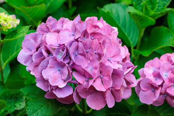 Close-up of pink hydrangea flowers blooming in early summer at Shimoda Park.