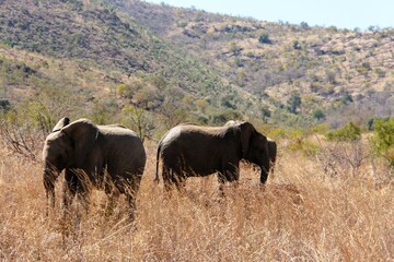 Fototapeta premium Two elephants standing back-to-back in the South African sun. 
