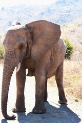 Obraz premium Female elephant blocking the road so that the herd can cross safely