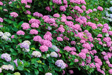 Pink hydrangea flowers blooming in early summer at Shimoda Park in Izu.
