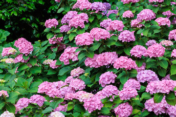 Pink hydrangea flowers blooming in early summer at Shimoda Park in Izu.