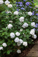White hydrangea flowers blooming in early summer at Shimoda Park in Izu.