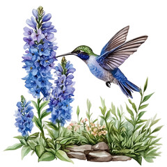 watercolor of Hummingbird Feeding Spring Flower, vector, isolated on a white background.