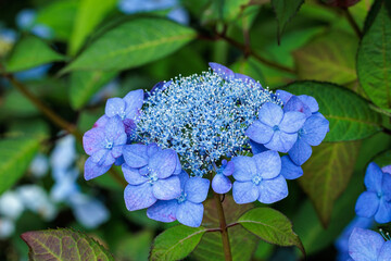 Close-up of beautiful blue lacecap hydrangea flowers blooming in early summer at Shimoda Park in...