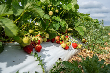 Close-up of vibrant red and green strawberries growing on a sunlit agricultural field
