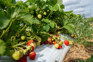 Organic strawberries at different ripening stages in a cultivated garden bed under the sun