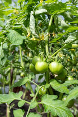 Cluster of unripe green tomatoes growing on bush with leaves and flowers.
