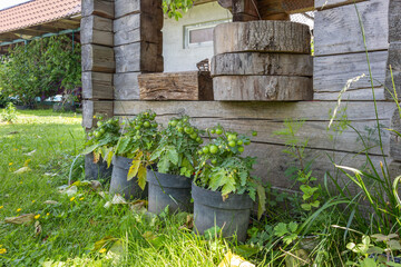 Obraz premium Green tomato plants growing in black plastic pots near wooden house wall.