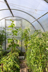 Greenhouse interior with growing cucumber and tomato plants supported by strings.