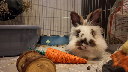 A white and brown fluffy rabbit is the main focus of the image. The rabbit sits in its enclosure,...