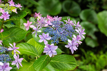 Close-up of beautiful purple lacecap hydrangea flowers blooming in early summer at Shimoda Park in...