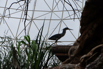 Animals trapped in a zoo