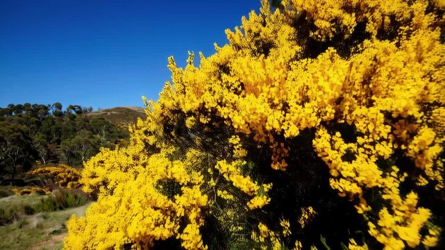 Lush yellow flowering gorse bushes landscape under a clear blue sky in the countryside