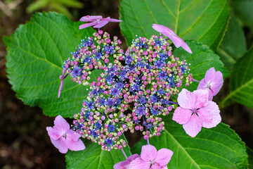 Close-up of beautiful pink lacecap hydrangea flowers blooming in early summer at Shimoda Park in...