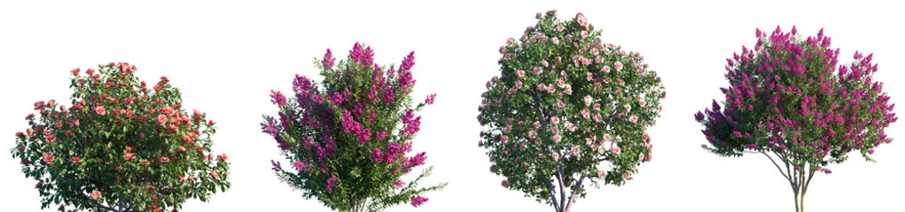 Set of Camellia japonica and Myrtle blooming shrubs and trees frontal isolated png on a transparent background perfectly cutout high resolution	
