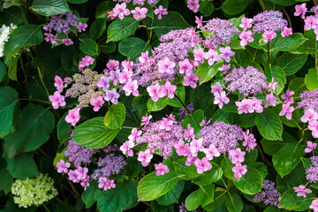 Beautiful pink lacecap hydrangea flowers blooming in early summer at Shimoda Park in Izu.