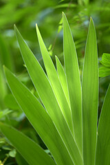 ヒオウギ　葉模様