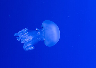 Animals trapped in a zoo