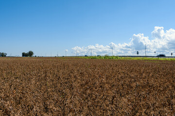 Field of mature (dried) peas under a bright mid-day sun, with a highway and blue sky on the horizon. Captured in mid-August near Kohtla-J&auml;rve, Estonia, showing agricultural harvest.