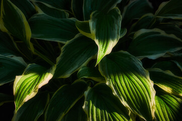 Obraz premium Lush, large hosta leaves, green with white border, carpet of leaves, evening sun shining on plants, beautiful abstract photography in natural conditions