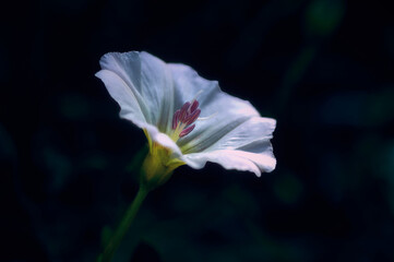 There are wild small flowers growing in the meadow, a field bindweed, it is considered a weed, but it is very beautifully shaped, photographed in close-up, a simple, beautiful field still life