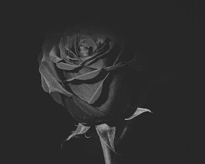 A rosebud, perfect in form and beauty, photographed on a black background, monochrome execution of the photograph, a beautiful and fatal mystery