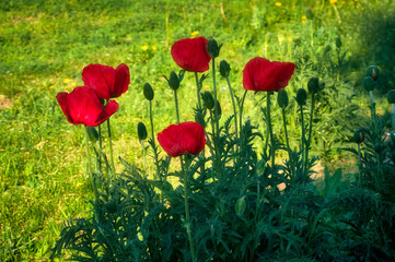 Several red poppies have grown in the middle of the lawn, beautiful flowers with juicy red petals, the summer sun is shining, but the flowers are still in the shade
