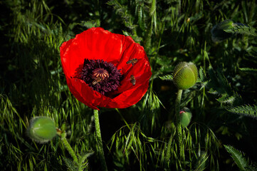 A red poppy bud has bloomed, a beautiful, large flower, bees hover over the flower to collect nectar, a beautiful natural still life