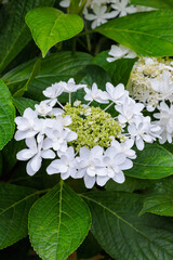 Close-up of beautiful white lacecap hydrangea flowers blooming in early summer at Shimoda Park in...