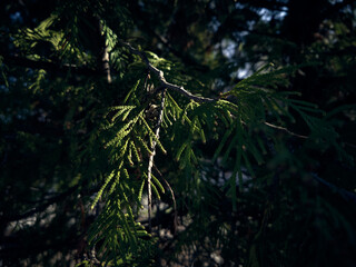 A ray of warm spring sun fell on a twig of thuja, among the many branches of the evergreen tree,...