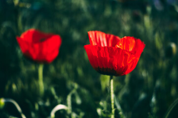 Wild poppies grow in the meadow, flowers with a juicy red color, against the background of the lush greenery of the meadow, a beautiful still life with poppies