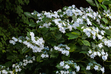 Beautiful white lacecap hydrangea flowers blooming in early summer at Shimoda Park in Izu.