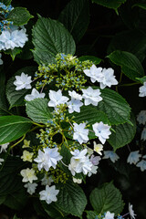 Beautiful white lacecap hydrangea flowers blooming in early summer at Shimoda Park in Izu.